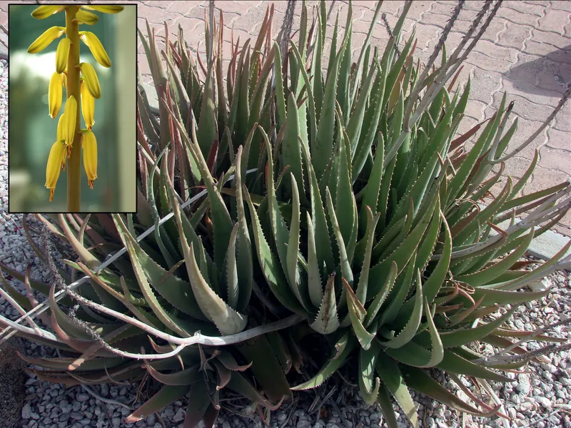Aloe Vera plant
