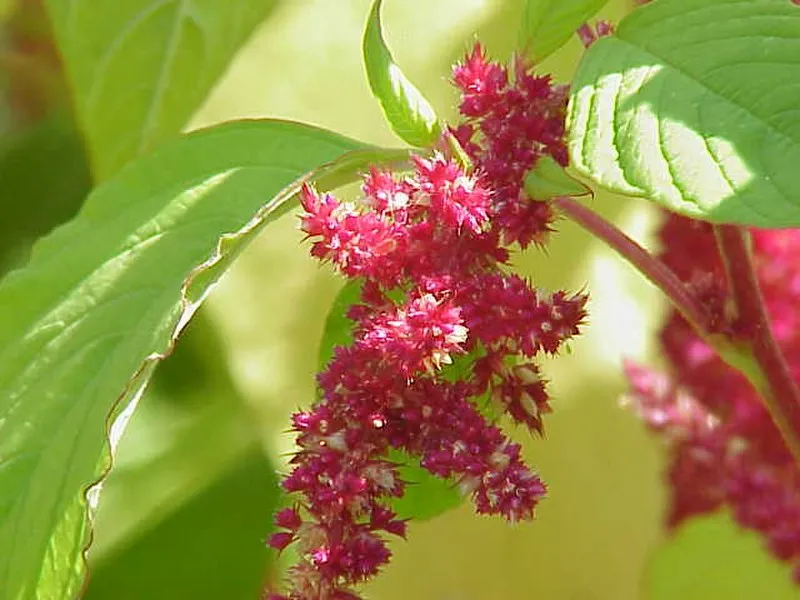 Amaranth plant