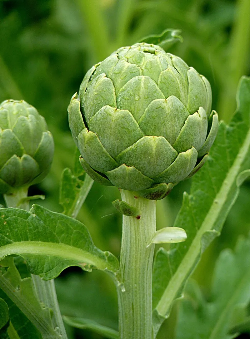 Artichoke plant