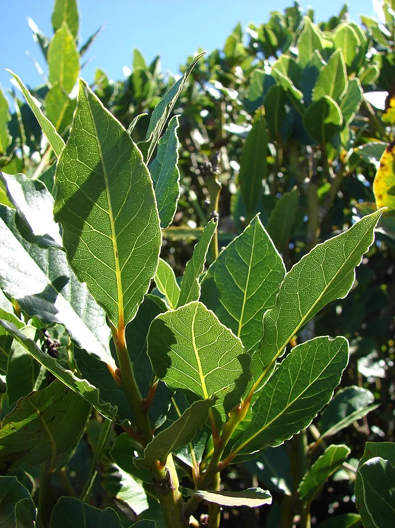Bay Laurel plant