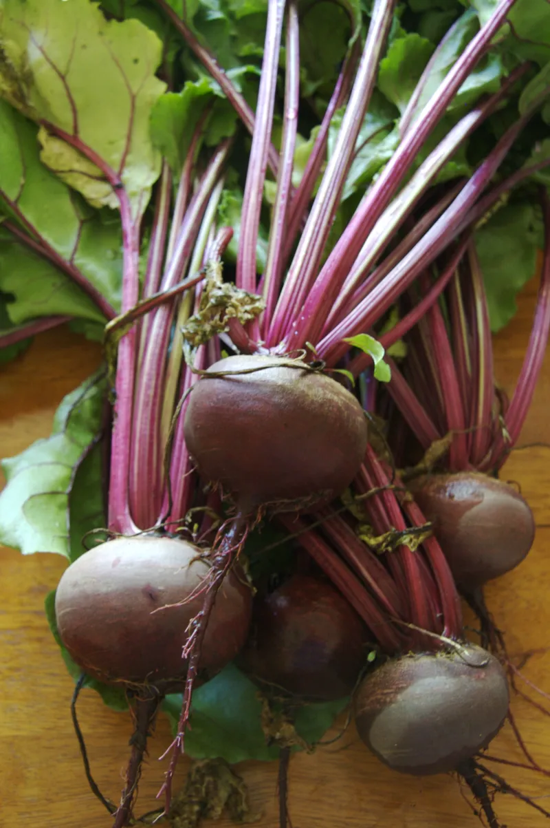 Beet plant