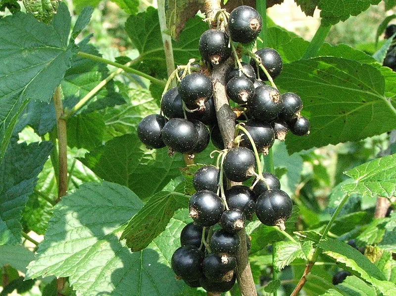 Black Currant plant