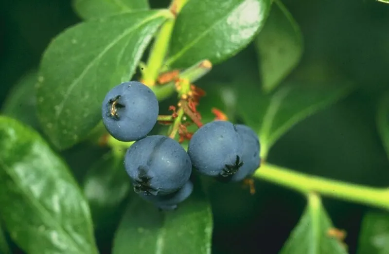 Blueberry plant