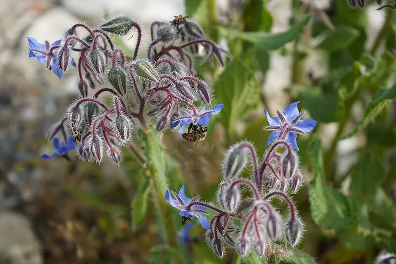 Borage plant