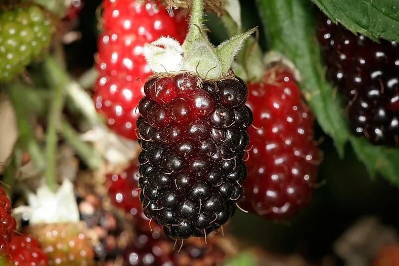 Boysenberry plant
