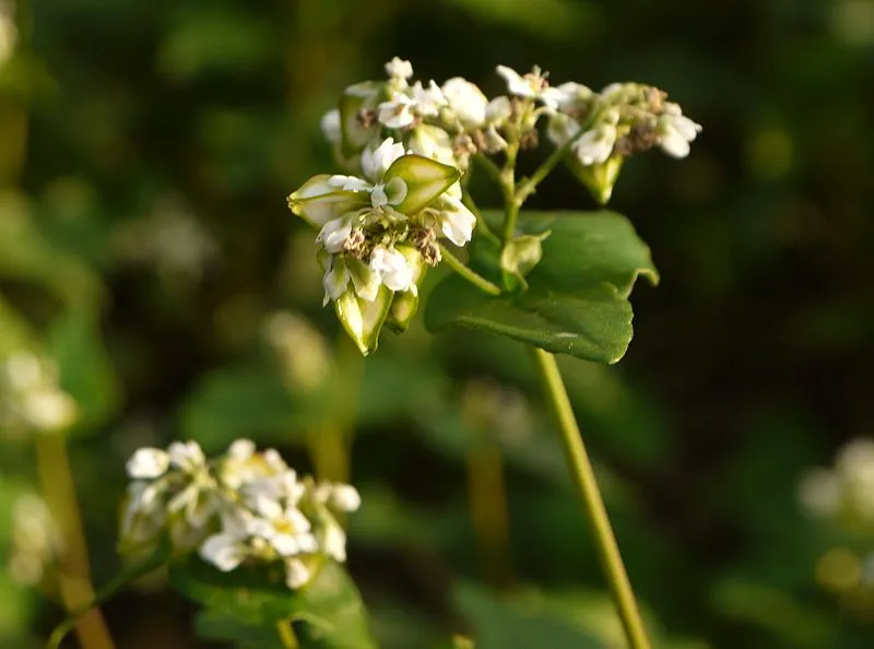 Buckwheat plant