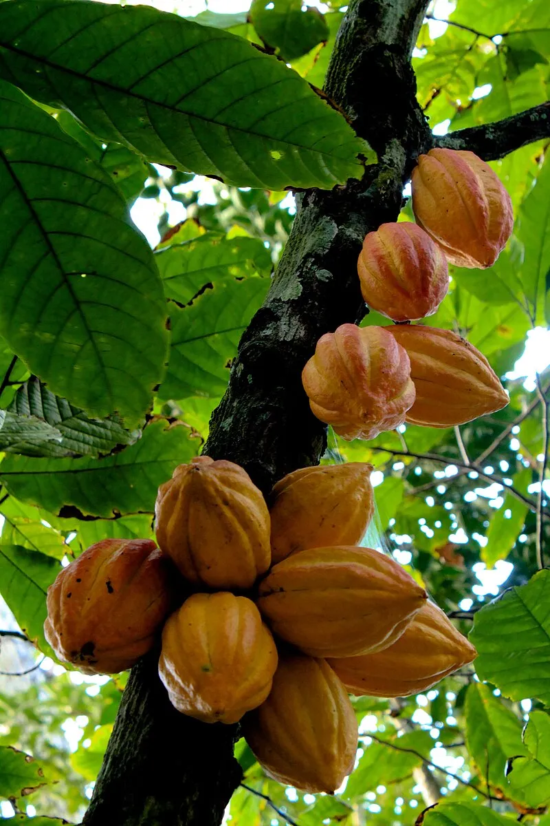 Cacao plant