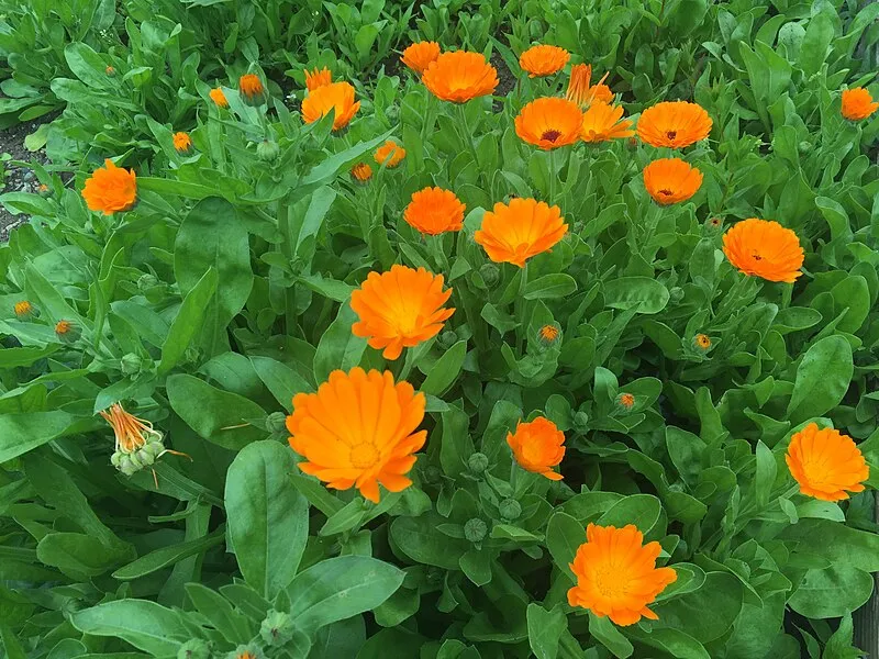 Calendula plant