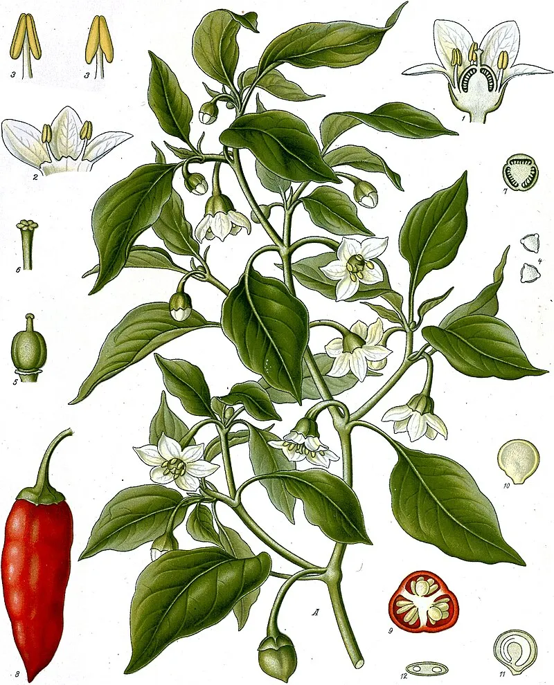 Cayenne Pepper plant