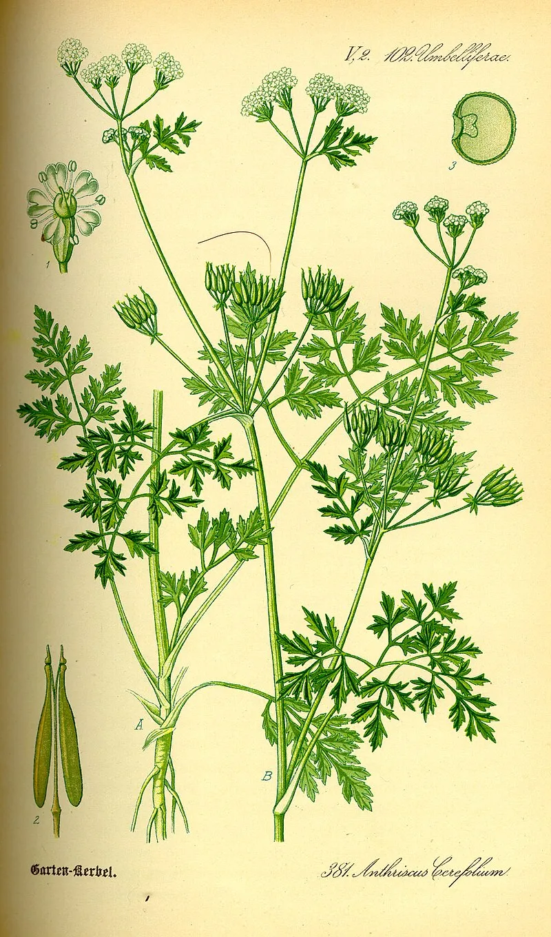Chervil plant