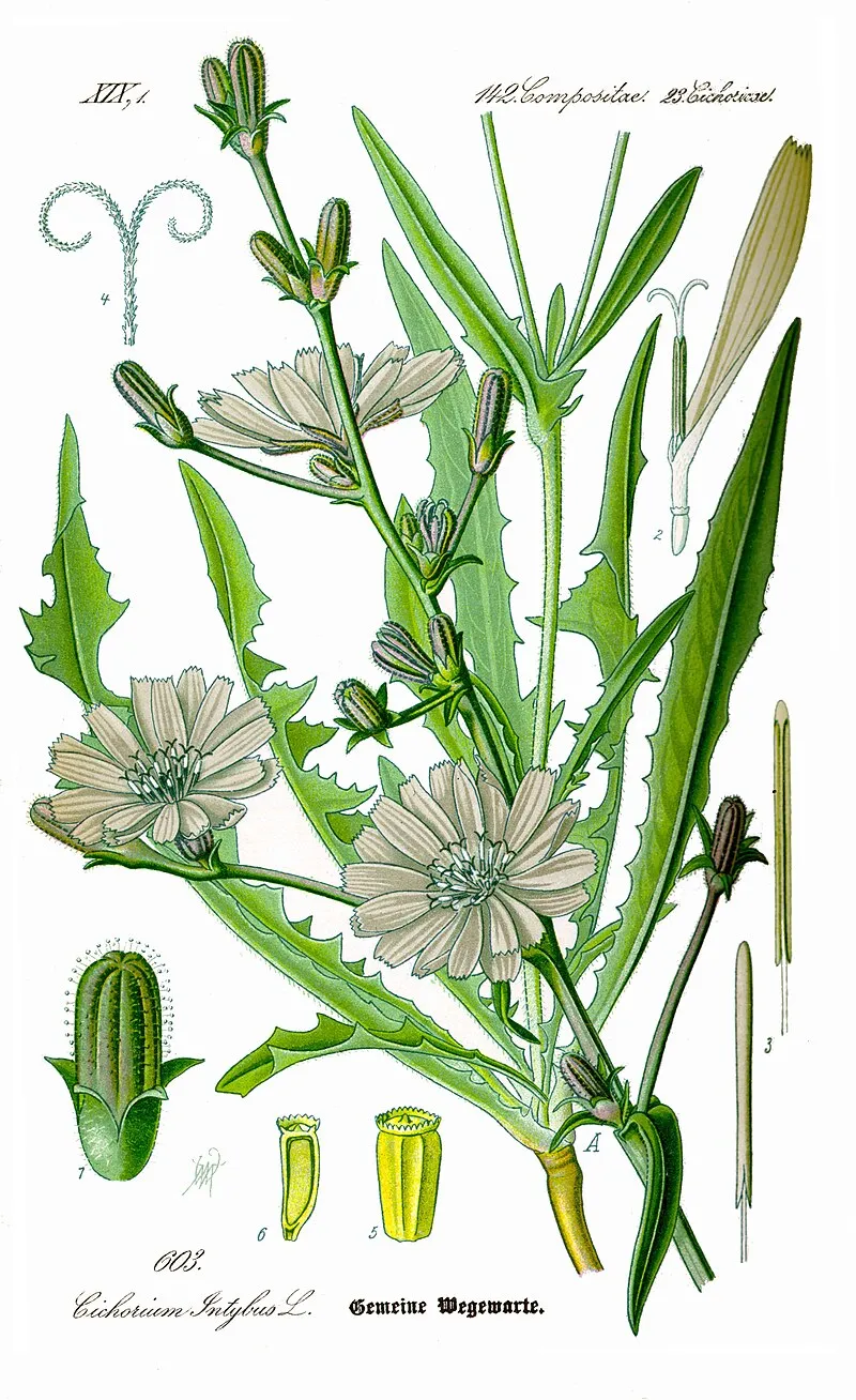 Chicory plant