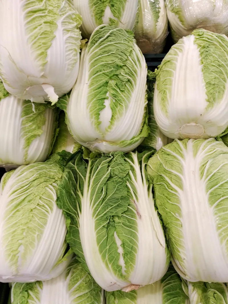 Chinese Cabbage plant