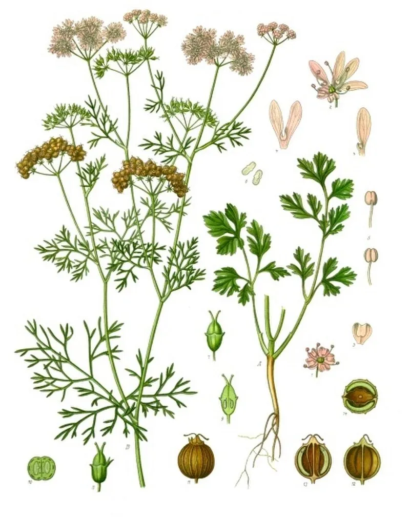 Cilantro plant