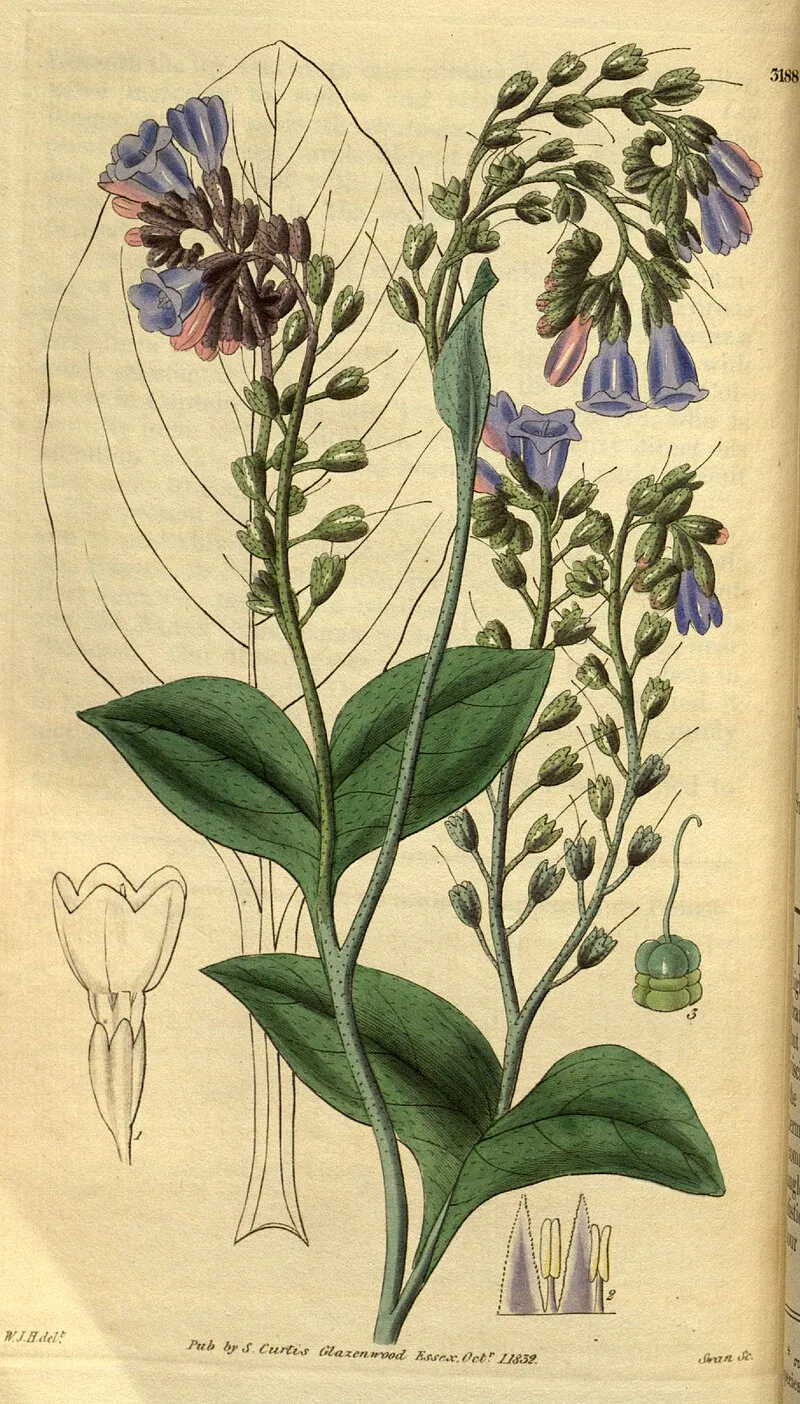 Comfrey plant