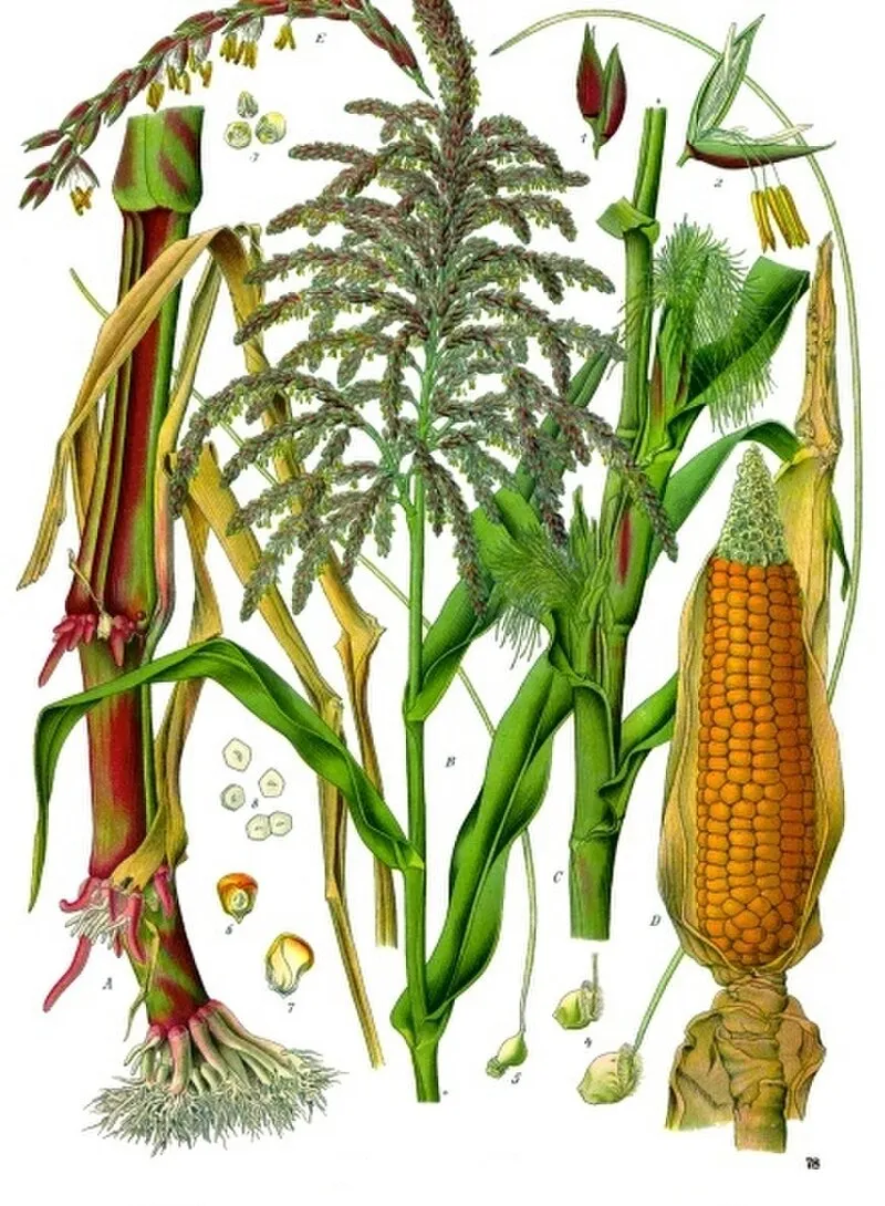 Corn plant