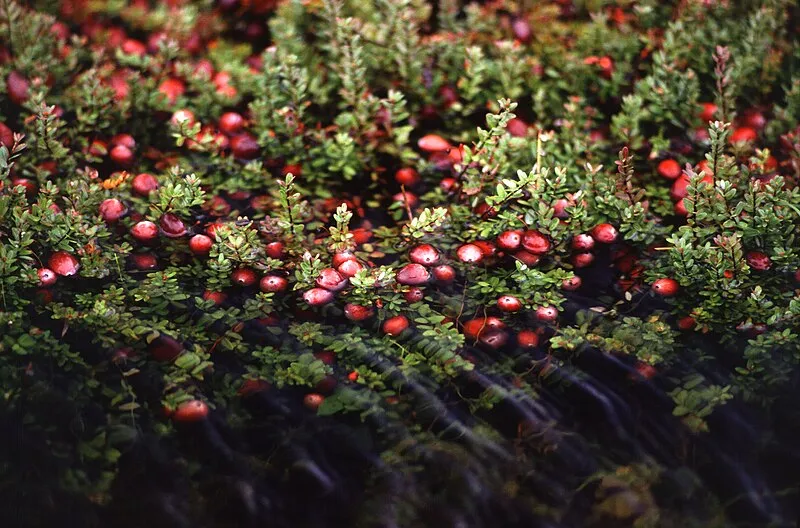 Cranberry plant