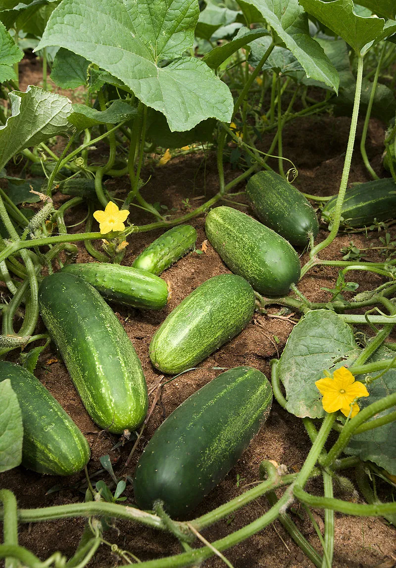Cucumber plant