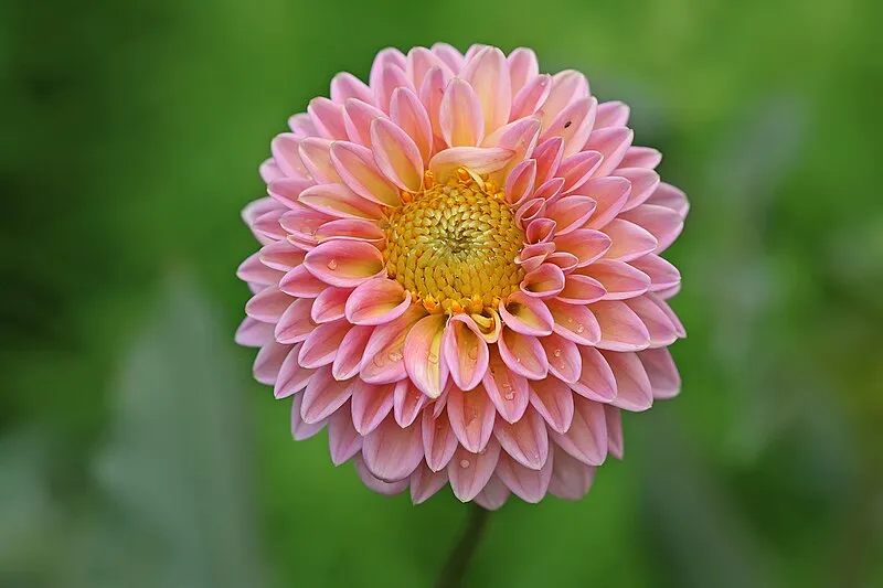 Dahlia plant