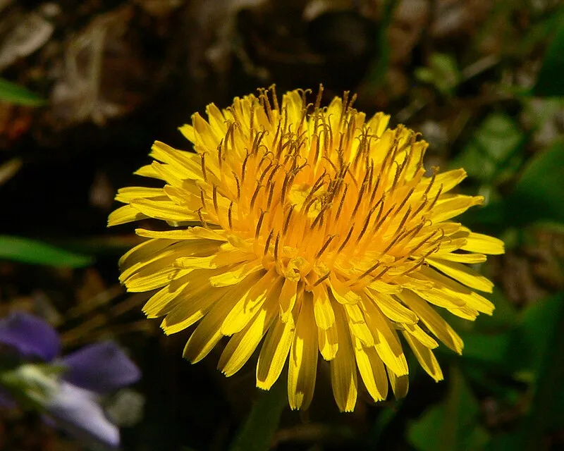 Dandelion plant