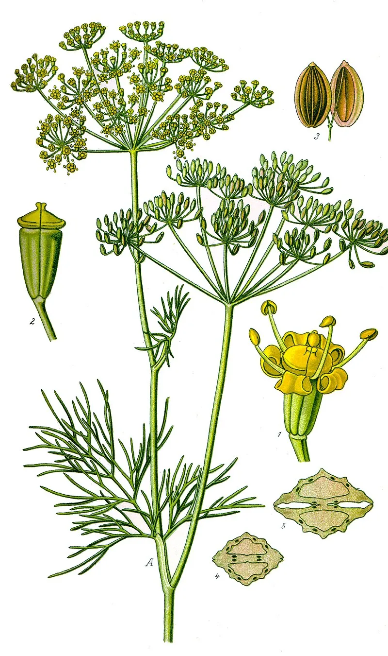 Dill plant
