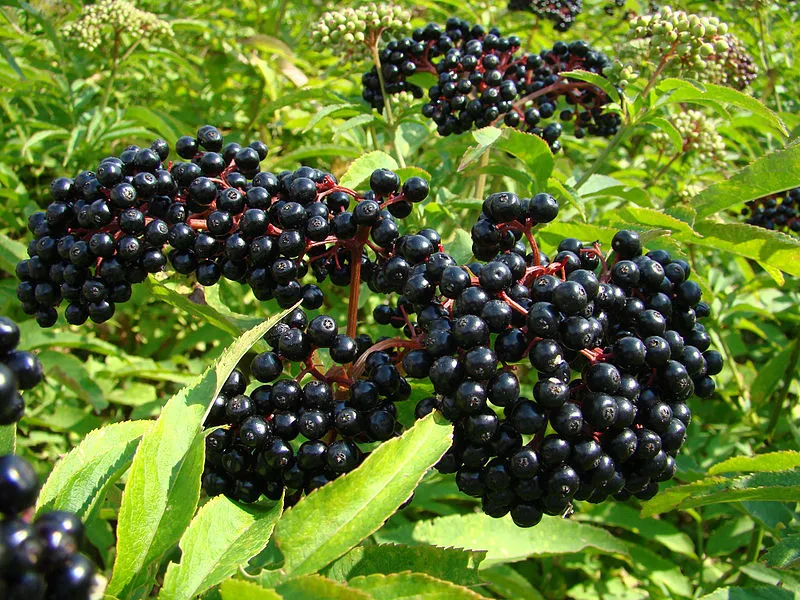 Elderberry plant