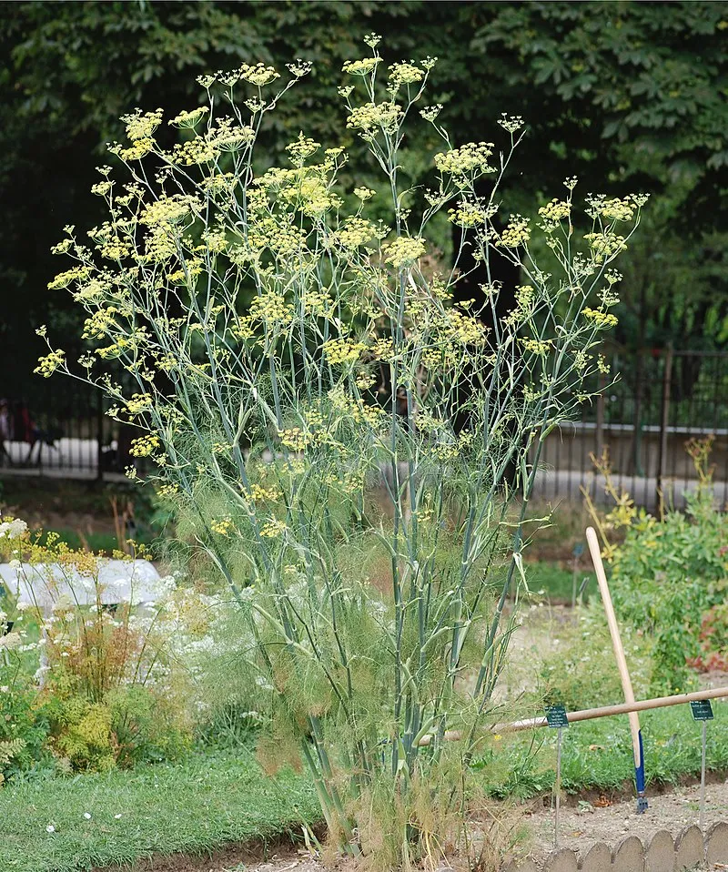 Fennel plant