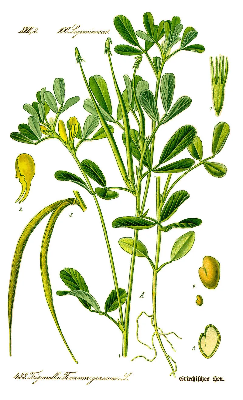 Fenugreek plant