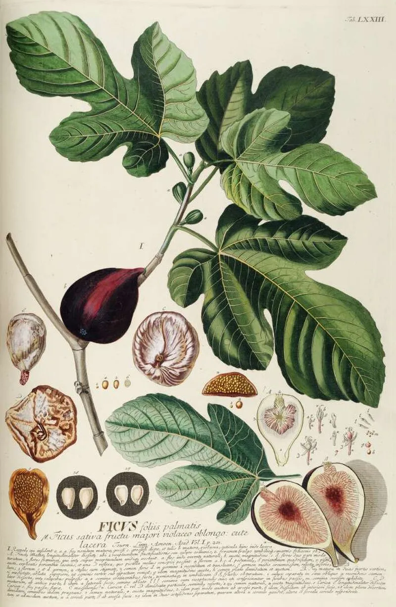 Fig plant