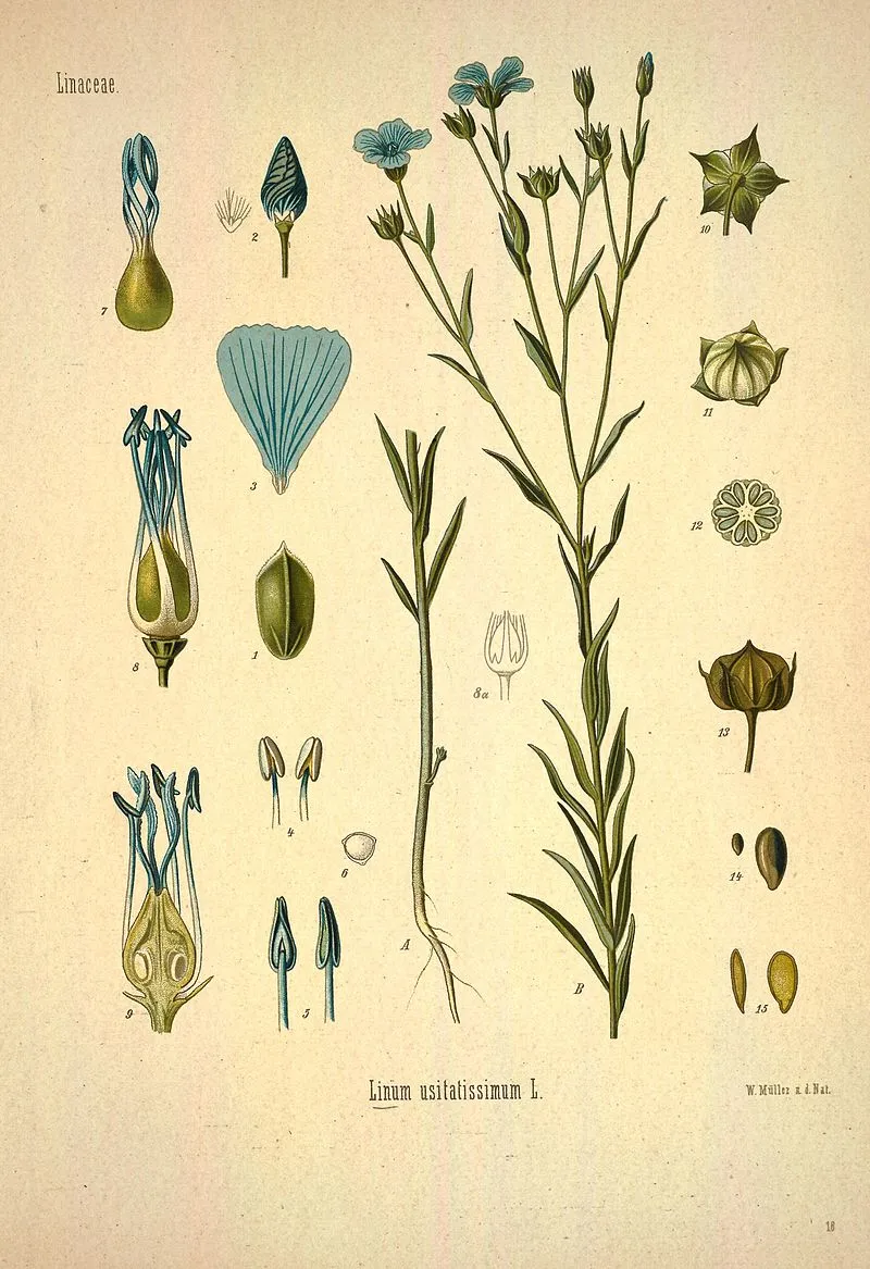 Flax plant