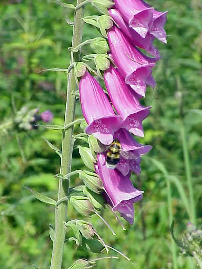 Foxglove plant