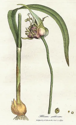 Garlic plant