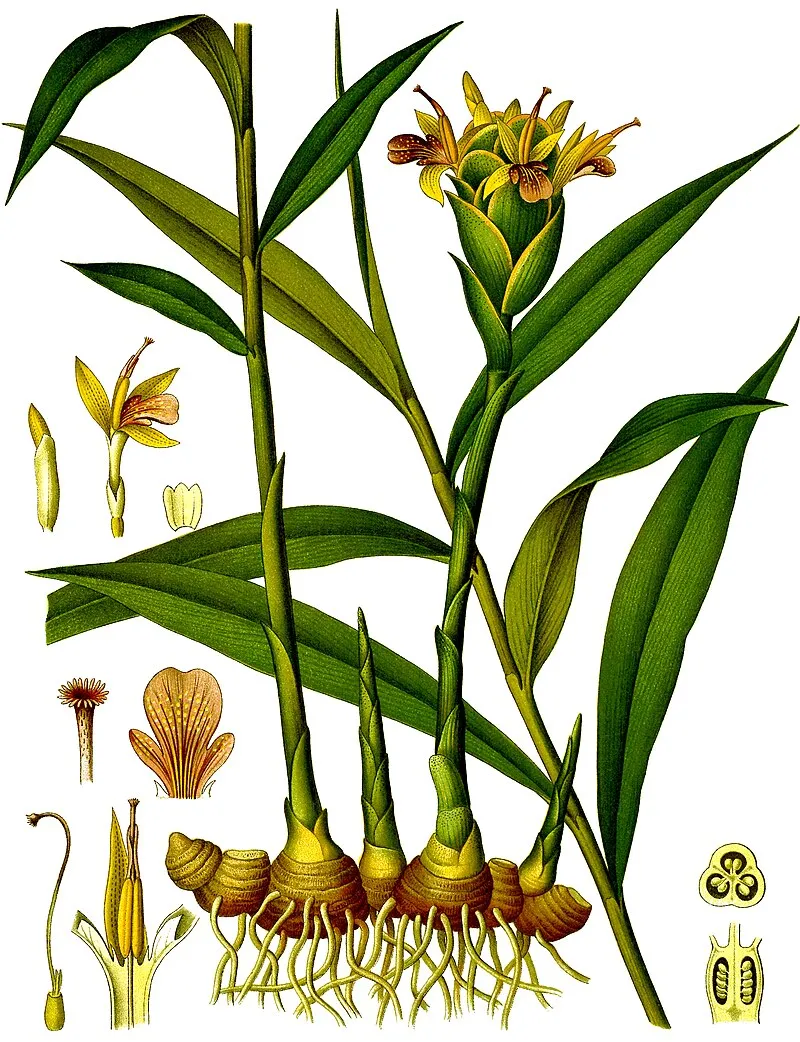 Ginger plant