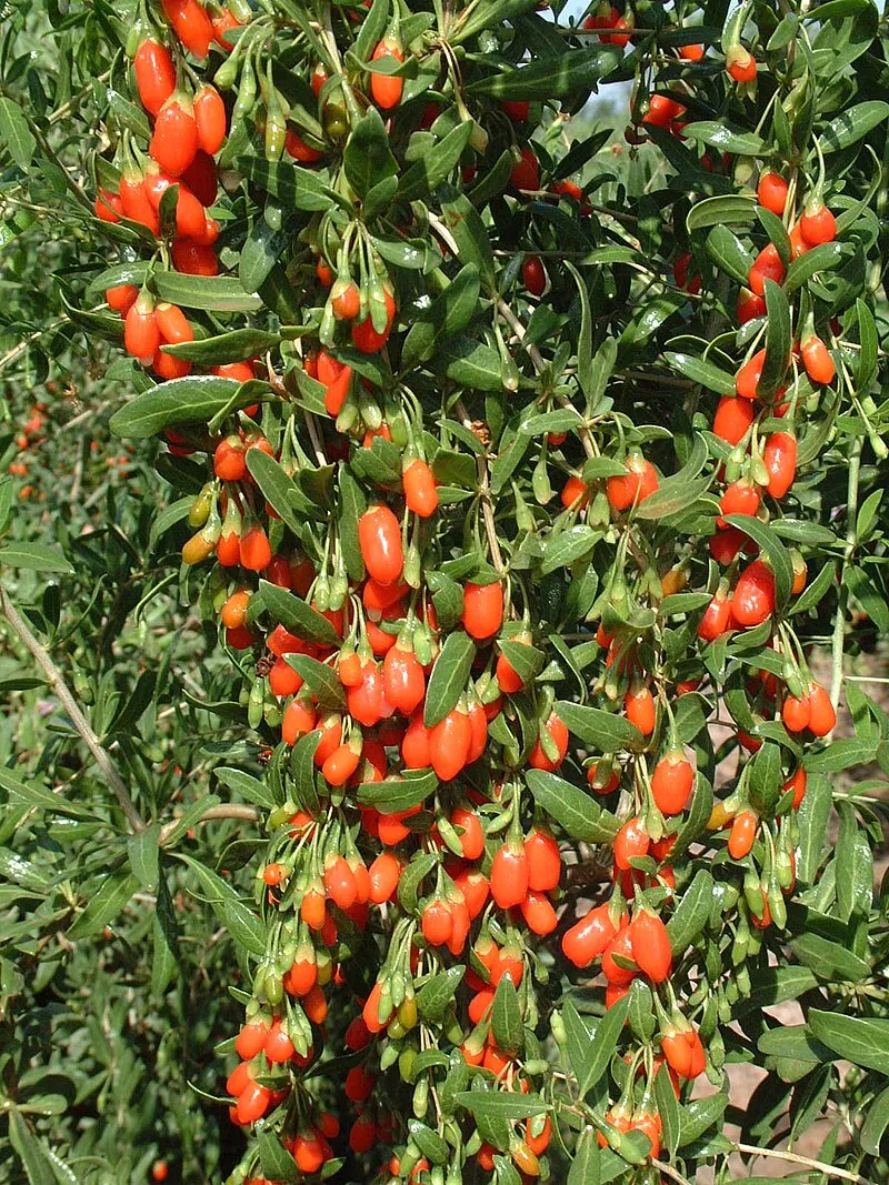 Goji Berry plant