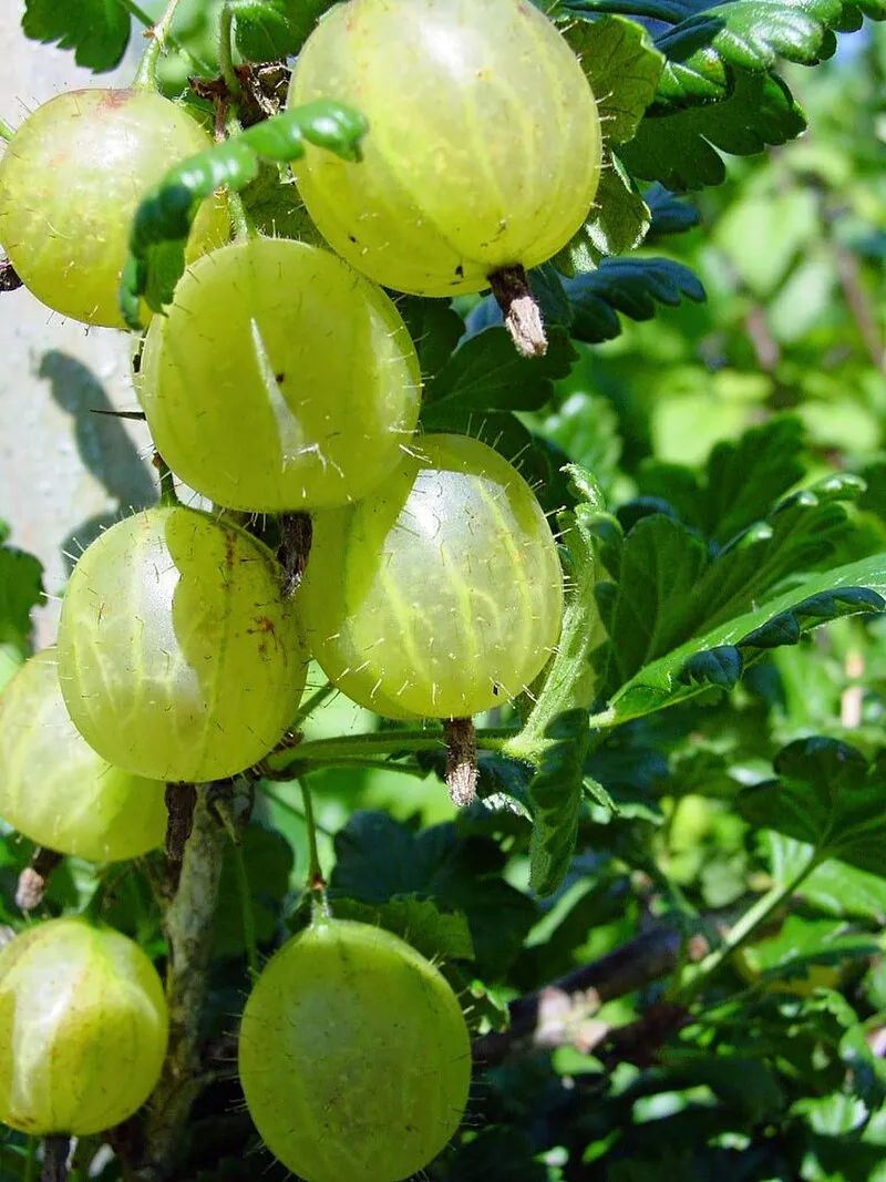 Gooseberry plant