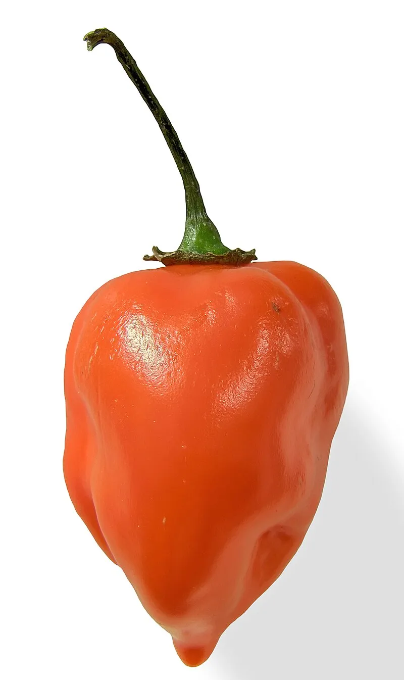 Habanero plant