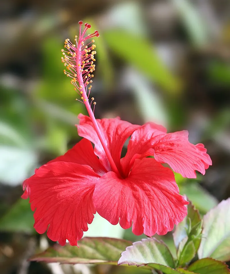 Hibiscus plant