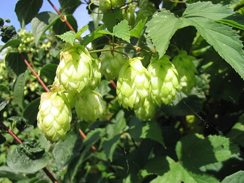 Hops plant