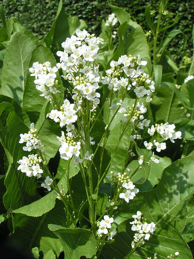 Horseradish plant
