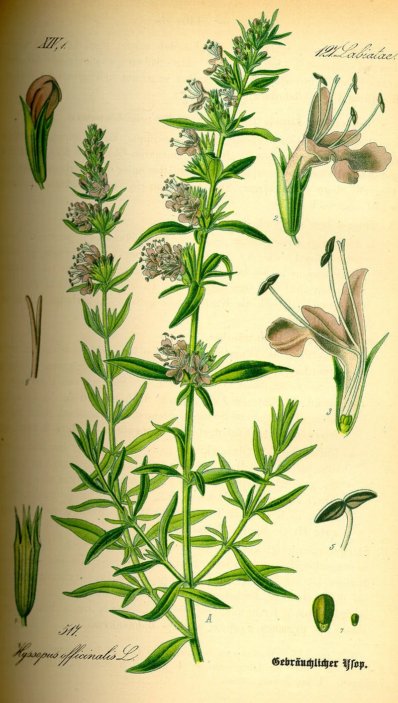 Hyssop plant