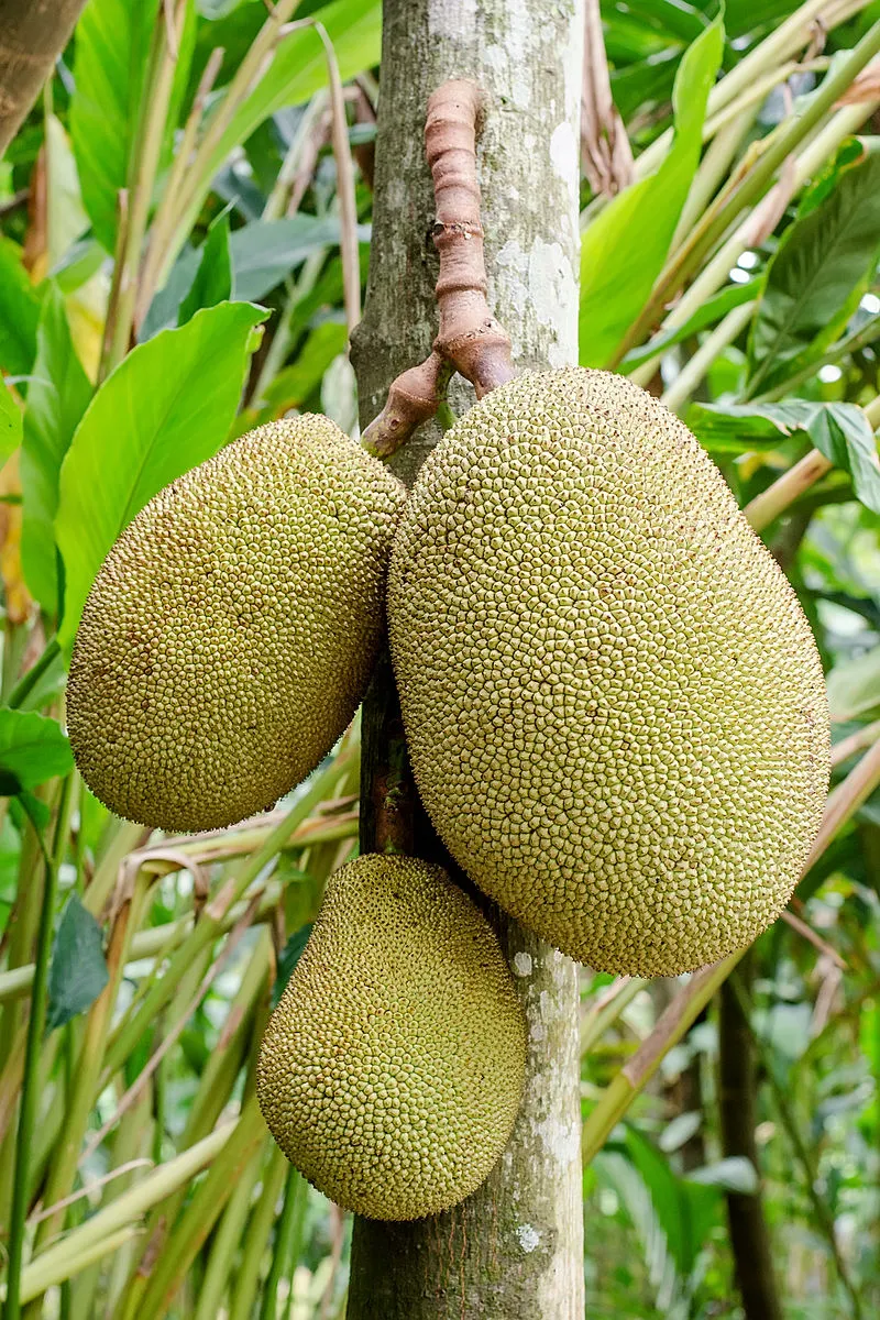 Jackfruit plant