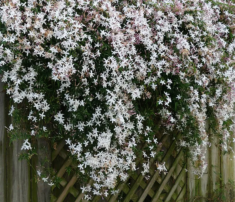 Jasmine plant