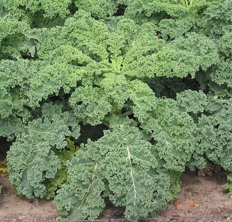 Kale plant