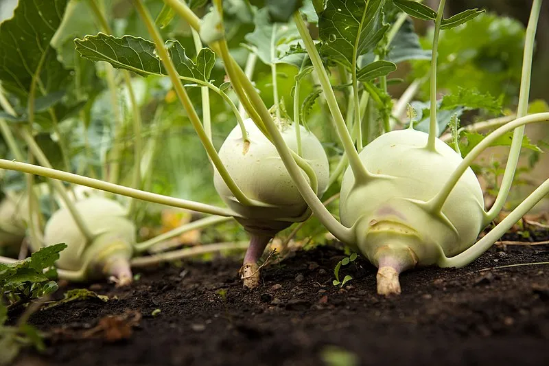 Kohlrabi plant