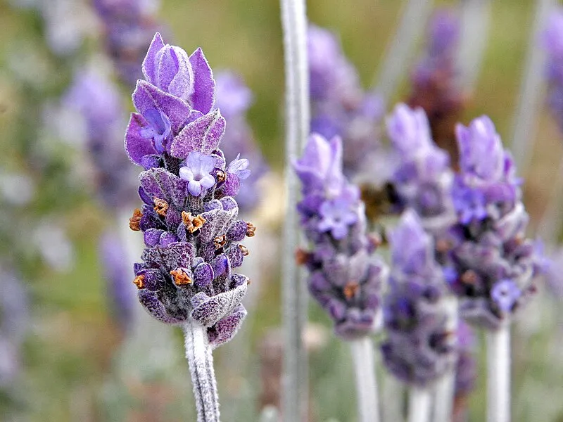 Lavender plant