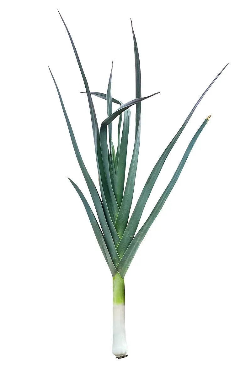 Leek plant