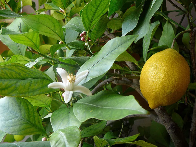 Lemon plant