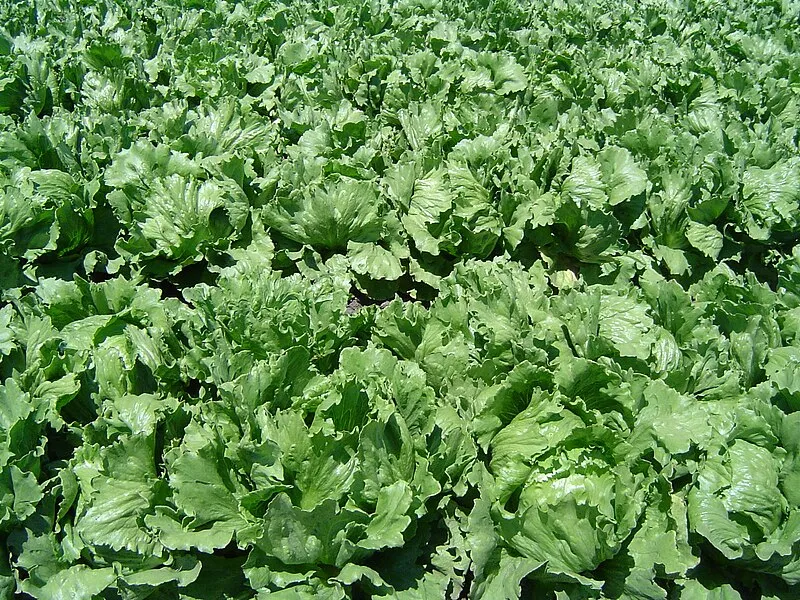 Lettuce plant