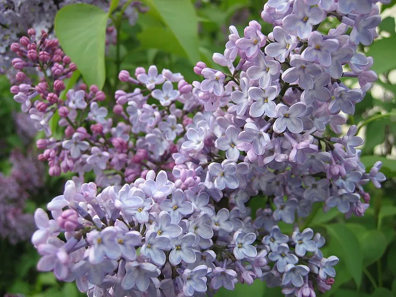 Lilac plant