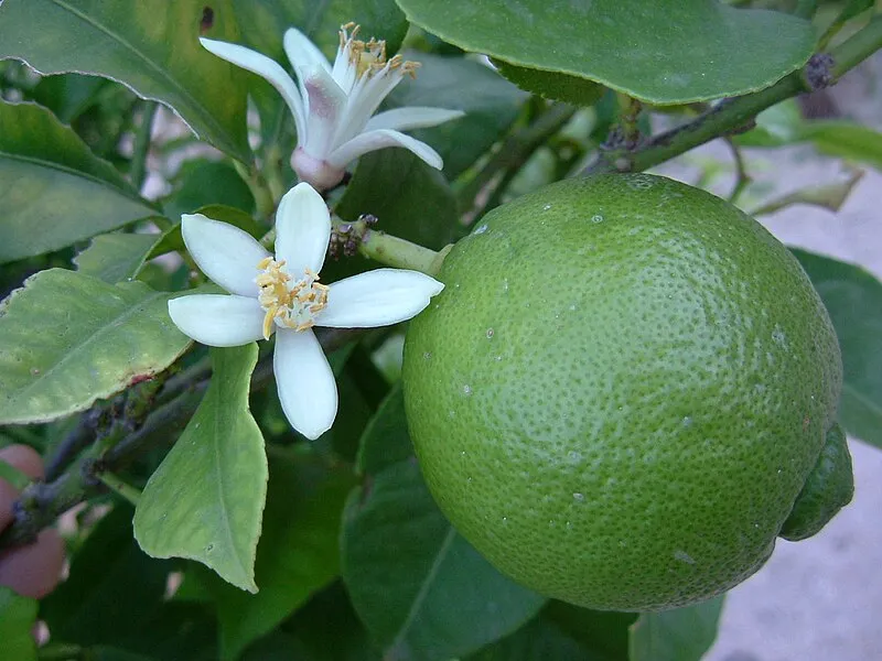 Lime plant