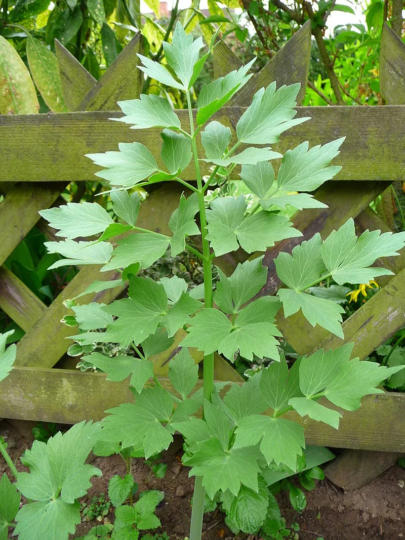 Lovage plant